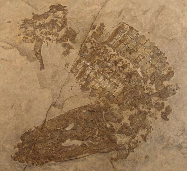 Fósil de cocodrilo