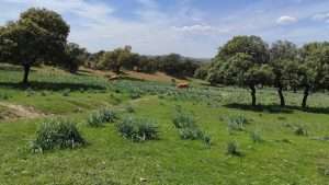 Dehesas en formaciones paleozoicas