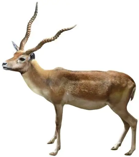 Artiodáctilos 2 Reconstrucción de Gazellospira torticornis hispanica (R. Uchytel) procedente de Fonelas P-1