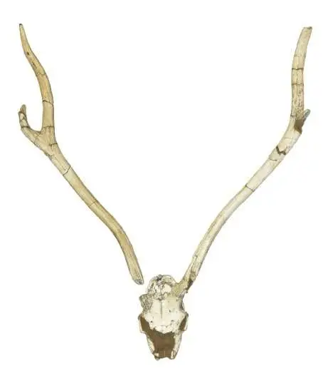 Artiodáctilos 3 Cráneo y astas de Metacervoceros rhenanus philisi de Fonelas P-1