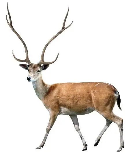 Artiodáctilos 4 Reconstrucción de Metacervoceros rhenanus philisi de Fonelas P-1 (R. Uchytel)