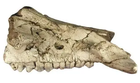 Artiodáctilos 5 Maxilar de Potamochoerus magnus procedente de Fonelas P-1