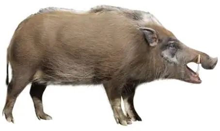 Artiodáctilos 6 Reconstrucción Potamochoerus magnus procedente de Fonelas P-1 (R. Uchytel)