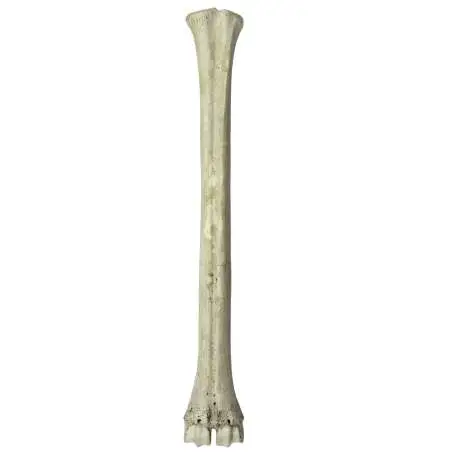 Artiodáctilos 7 Metatarsiano de Mitilanotherium procedente de Fonelas P-1