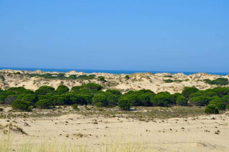Parque Nacional de Doñana