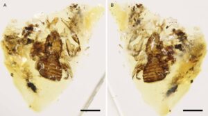 Ejemplar de ‘Cretogarypinus zaragozai’ en vista dorsal (A) y ventral (B). Las escalas en forma de barra miden medio milímetro.