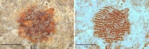 Detalle del punto rojo izquierda imagen dermatoglifica obtenida mediante el analisis multiespectral del punto rojo derecha
