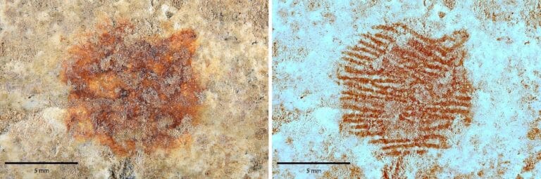 Detalle del punto rojo izquierda imagen dermatoglifica obtenida mediante el analisis multiespectral del punto rojo derecha