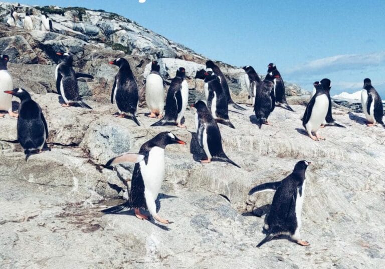 Imagen para jornada de lanzamiento de conexión Polar CSIC