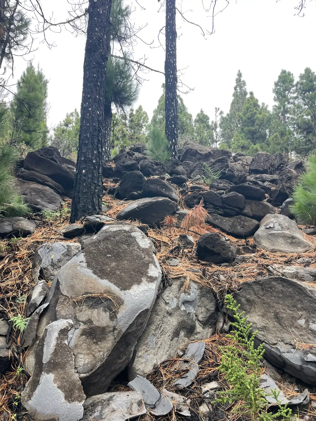 Vista del efecto de lajamiento por efecto del incendio